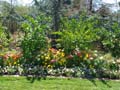 Planting